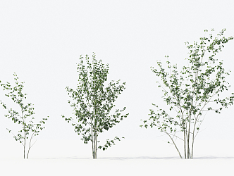 Modern Trees Small Trees 3d model