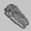 White Skull Model With Detailed Structure And Sharp Teeth Decorative Art Piece
