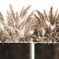 Modern Decorative Potted Plants In Black Square Planters With Dried Pampas Grass