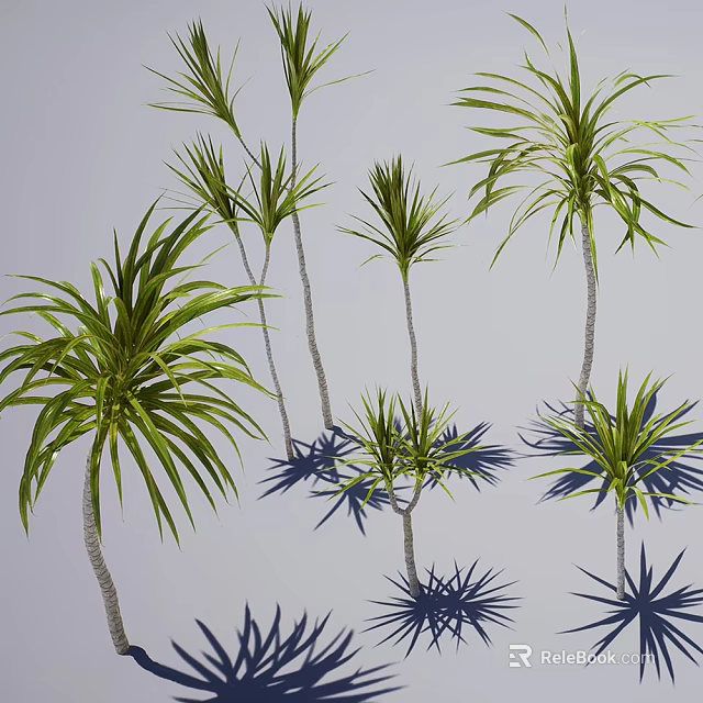 Lush Tropical Arbor Trees With Green Feathery Fronds Slender Trunks And Casting Soft Shadows 3d model 