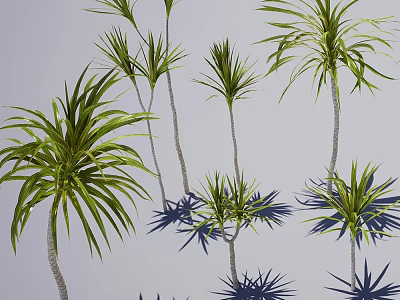 Lush Tropical Arbor Trees With Green Feathery Fronds Slender Trunks And Casting Soft Shadows 3d model
