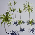 Lush Tropical Arbor Trees With Green Feathery Fronds Slender Trunks And Casting Soft Shadows