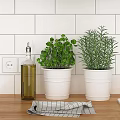 Fresh Herb Plants In White Pots On Kitchen Countertop With Olive Oil Bottle