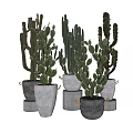 Nordic Cactus 3d model