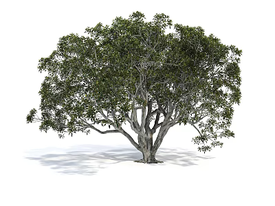 Lush Green Arbor With Thick Trunk And Natural Form Isolated On White Background 3d model