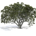 Lush Green Arbor With Thick Trunk And Natural Form Isolated On White Background