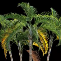 Arbor With Lush Green Feathery Leaves And Tall Trunks In Natural Setting