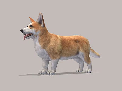 Modern Corgi Corgi Pet Dog 3d model
