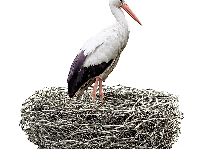 White Stork Standing In Large Natural Woven Nest With Red Beak And Long Legs 3d model
