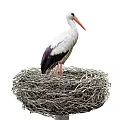 White Stork Standing In Large Natural Woven Nest With Red Beak And Long Legs