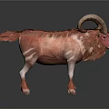 Ram With Large Curved Horns And Brown White Fur Standing On White Background