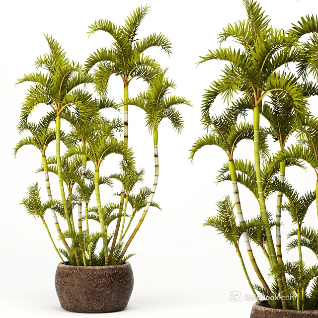 Lush Areca Palm Potted Plant With Green Feathery Fronds And Slender Stems For Indoor Decoration 3d model 