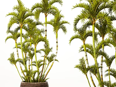 Lush Areca Palm Potted Plant With Green Feathery Fronds And Slender Stems For Indoor Decoration 3d model