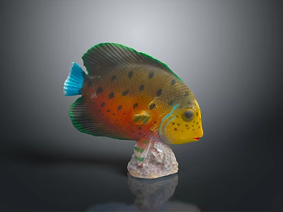 Colorful Aquatic Fish With Green Fins Orange Body Black Spots Blue Tail On Stone Base 3d model