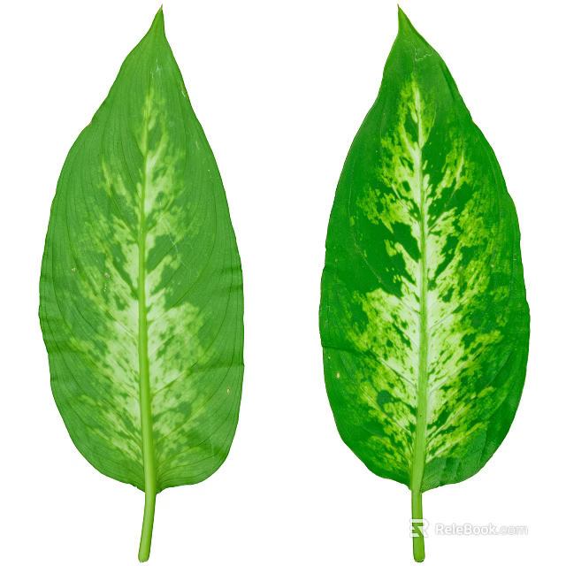 Variegated Green Plant Leaves With White Patterns On Isolated White Background 3d model 