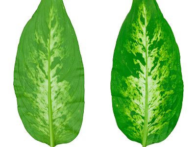 Variegated Green Plant Leaves With White Patterns On Isolated White Background 3d model