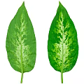Variegated Green Plant Leaves With White Patterns On Isolated White Background