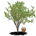 Fruiting Arbor With Ripe Apples And Basket On Green Grass Under Blue Sky