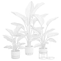 Three Potted Green Plants With Large Leaves In White Pots For Home Decor