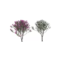 Blooming Arbor Trees With Pink And White Flowers And Human Silhouette For Scale Reference