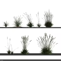 Assorted Grass Herb Plants Arranged On Two White Shelves With Various Sizes