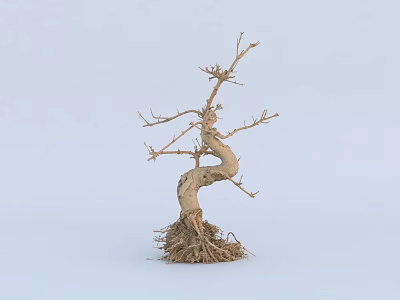 Leafless Tree With Twisted Trunk And Exposed Roots On Light Background 3d model