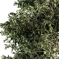 Lush Green Bonsai Potted Plants In Square Concrete Planters With Fresh Foliage