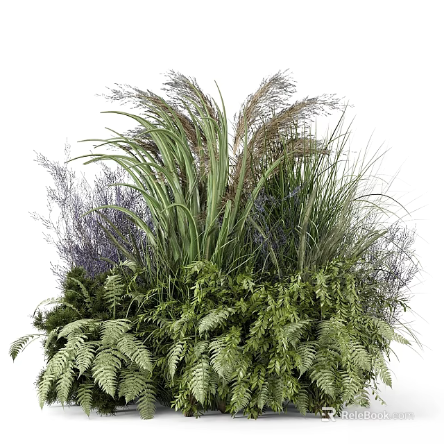 Lush Green Ferns And Purple Ornamental Grasses In Natural Garden 3d model 