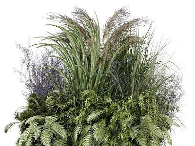 Lush Green Ferns And Purple Ornamental Grasses In Natural Garden 3d model