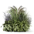 Lush Green Ferns And Purple Ornamental Grasses In Natural Garden