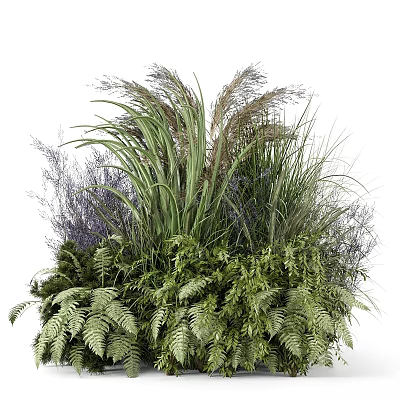 Lush Green Ferns And Purple Ornamental Grasses In Natural Garden 3d model