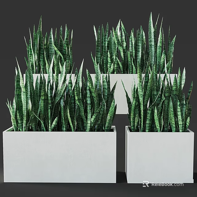 Green Striped Leaf Snake Plant Potted Plants In Multiple White Square Pots 3d model 