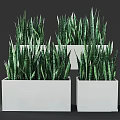 Green Striped Leaf Snake Plant Potted Plants In Multiple White Square Pots 3d model