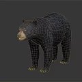 Realistic Black Bear Standing In Front View With Dark Background And Detailed Fur
