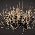 Dry Yellow Grass Clump With Dark Background And Natural Texture