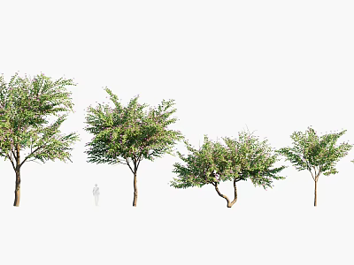 Diverse Arbor Specimens In Outdoor Landscape With Person For Scale And Various Foliage Shapes 3d model