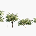 Plants Trees Arbor 3d model