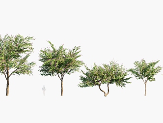 Plants Trees Arbor 3d model