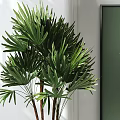 Lush Green Leafy Potted Plants in Black and Gray Textured Pots Modern Indoor Decor