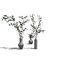 White Vases Holding Green Leafy Branches and Small Plant on Gray Surface 3d model