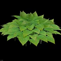Lush Vibrant Green Leafy Plant With Glossy Foliage And Dark Background