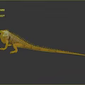 Vibrant Iguana With Blue Head And Orange Body On Smooth Reflective Surface