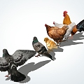 Modern Poultry 3d model