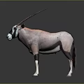 Oryx Antelope With Long Horns Standing On Dark Background Showing White Face And Reflection