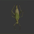 Stick Insect With Camouflage Features Long Legs Green Brown Body On Dark Background
