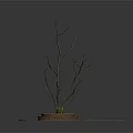 Decorative Potted Bare Branches In Round Pot With White Sand And Mat Base
