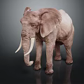 African Elephant With Large Ears Ivory Tusks And Wrinkled Skin On Dark Reflective Surface