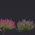Colorful Flowering Arbor Trees With Pink Purple Blooms On Dark Background