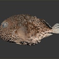 Modern fish, round fin fish, sucker, round fin fish, finch fish 3d model