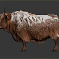 Highland Cow With Long Fluffy Brown Coat And Curved Horns